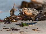 Image. Red Knot