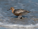 Image. Red Knot
