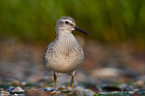 Image. Red Knot