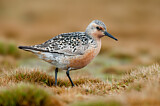 Image. Red Knot