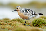 Image. Red Knot