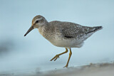 Image. Red Knot