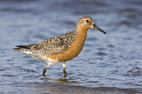 Image. Red Knot