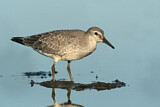Image. Red Knot