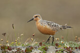 Image. Red Knot