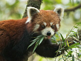 Image. Red Panda