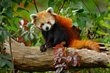 Image. Red Panda