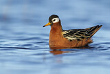 Image. Red Phalarope