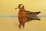 Image. Red Phalarope