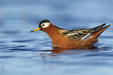 Image. Red Phalarope