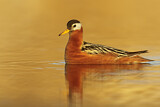 Image. Red Phalarope