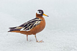 Image. Red Phalarope