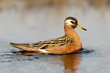 Image. Red Phalarope