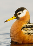 Image. Red Phalarope
