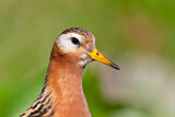 Image. Red Phalarope