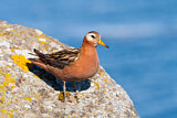 Image. Red Phalarope