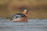 Image. Red Phalarope