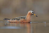 Image. Red Phalarope