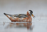 Image. Red Phalarope