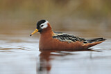 Image. Red Phalarope