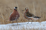 Image. Red Phalarope