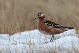 Image. Red Phalarope