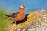 Image. Red Phalarope