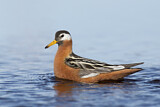 Image. Red Phalarope