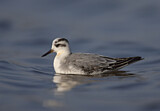 Image. Red Phalarope