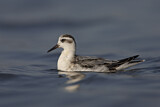 Image. Red Phalarope