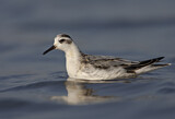Image. Red Phalarope