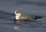 Image. Red Phalarope