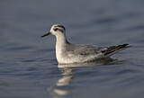 Image. Red Phalarope