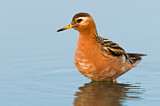 Image. Red Phalarope