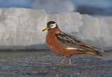 Image. Red Phalarope