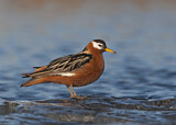 Image. Red Phalarope