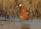 Image. Red Phalarope