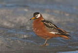 Image. Red Phalarope
