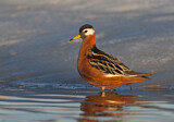 Image. Red Phalarope