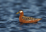 Image. Red Phalarope