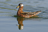 Image. Red Phalarope
