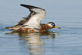 Image. Red Phalarope