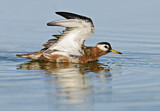 Image. Red Phalarope