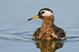 Image. Red Phalarope