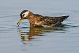 Image. Red Phalarope