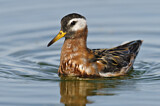 Image. Red Phalarope