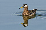 Image. Red Phalarope