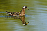 Image. Red Phalarope