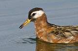 Image. Red Phalarope