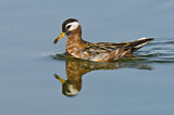 Image. Red Phalarope